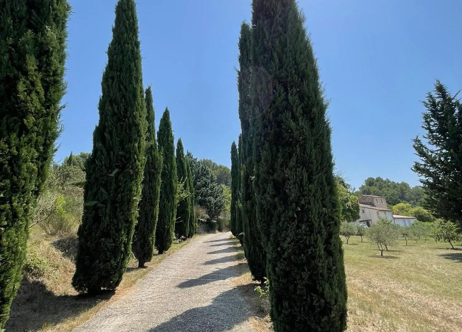 Cypres Du Chateau Le Barroux